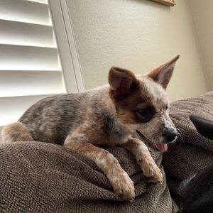 Meet your Posher, Patty